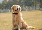 Braided Leather Leash and Collar Set